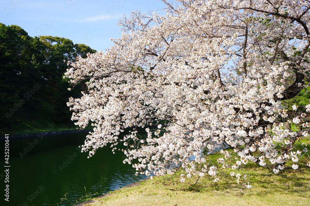 Tokyo, Japan - March 2021: Cherry blossom at Imperial palace during spring in Tokyo, Japan - 桜 皇居 外濠 Tokyo, Japan - March 2021: Cherry blossom at Imperial palace during spring in Tokyo, Japan - 桜 皇居 外濠