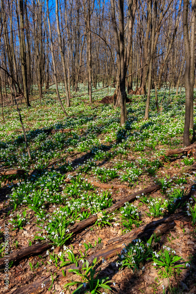 White snowdrop flowers (Galanthus nivalis) in a spring forest White snowdrop flowers (Galanthus nivalis) in a spring forest
