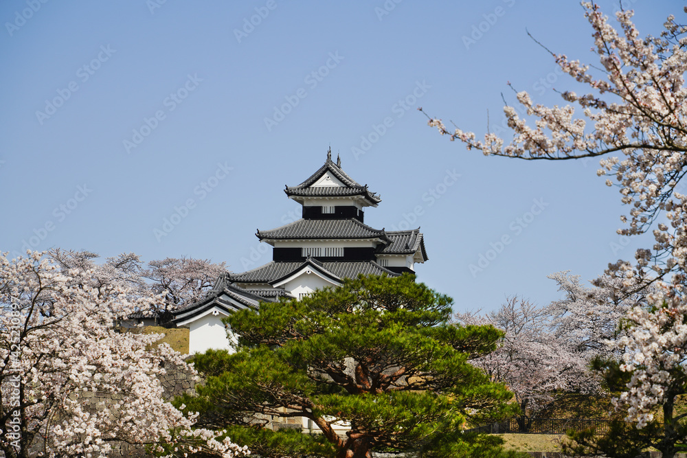満開の桜と福島県白河市の小峰城