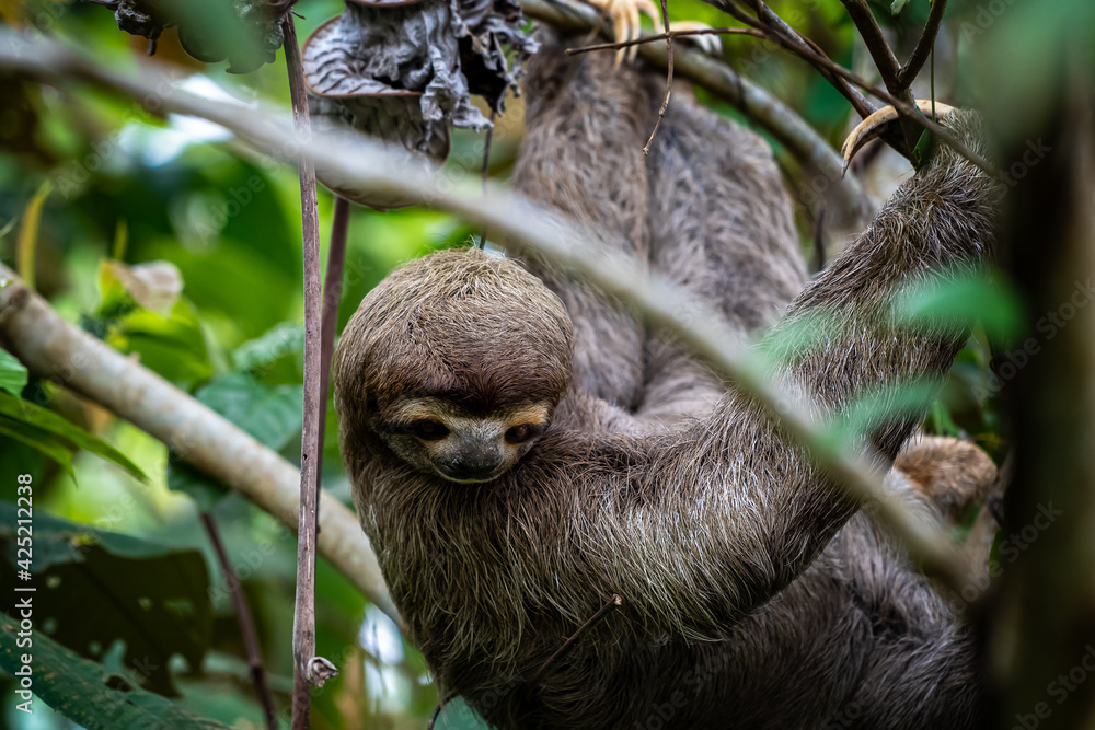 Fototapeta premium Closeup view of a beautiful Sloth in Costa Rica in its natural habitat