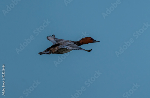 The common pochard is a medium-sized diving duck. The scientific name is derived from Greek aithuia an unidentified seabird mentioned by authors including Hesychius and Aristotle photo