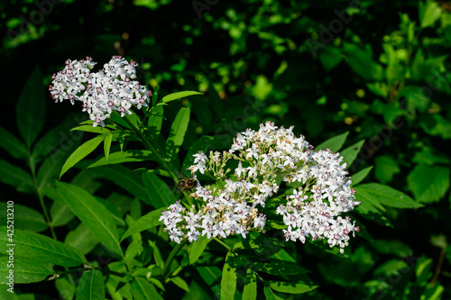 Many delicate small white flowers of Sambucus ebulus plant, known as danewort, dane weed, danesblood, dwarf elder, walewort, elderberry,elderwort or blood hilder, in a forest in a sunny summer day.