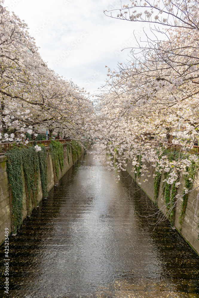 東京都目黒区中目黒の目黒川沿いの桜並木の景色