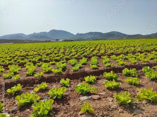 field of corn