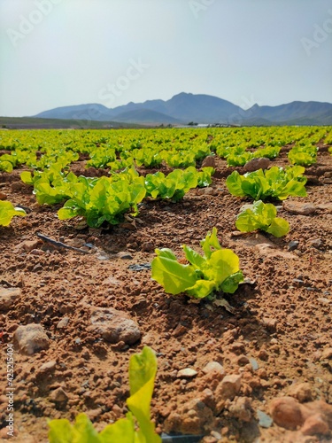 plant in the ground