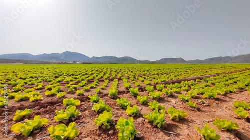 field of flowers