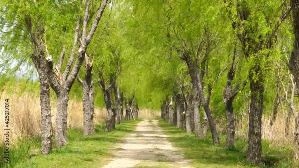 Green willow trees on both sides of the park trail Green willow trees on both sides of the park trail