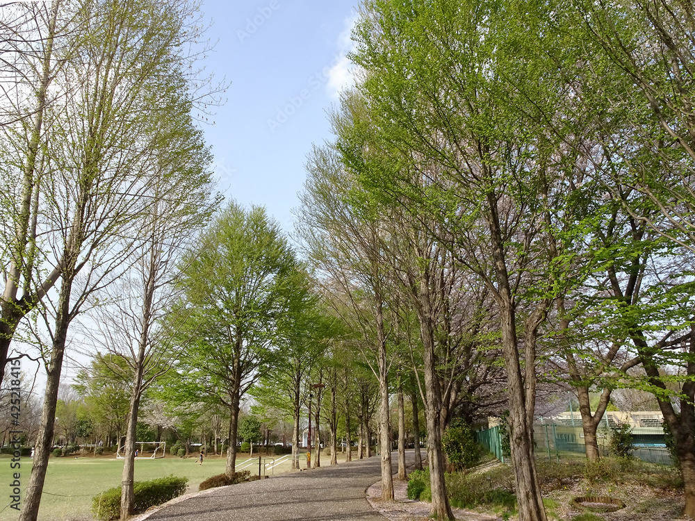 グラウンド横の青々とした並木／鶴ヶ島市運動公園（埼玉県鶴ヶ島市）