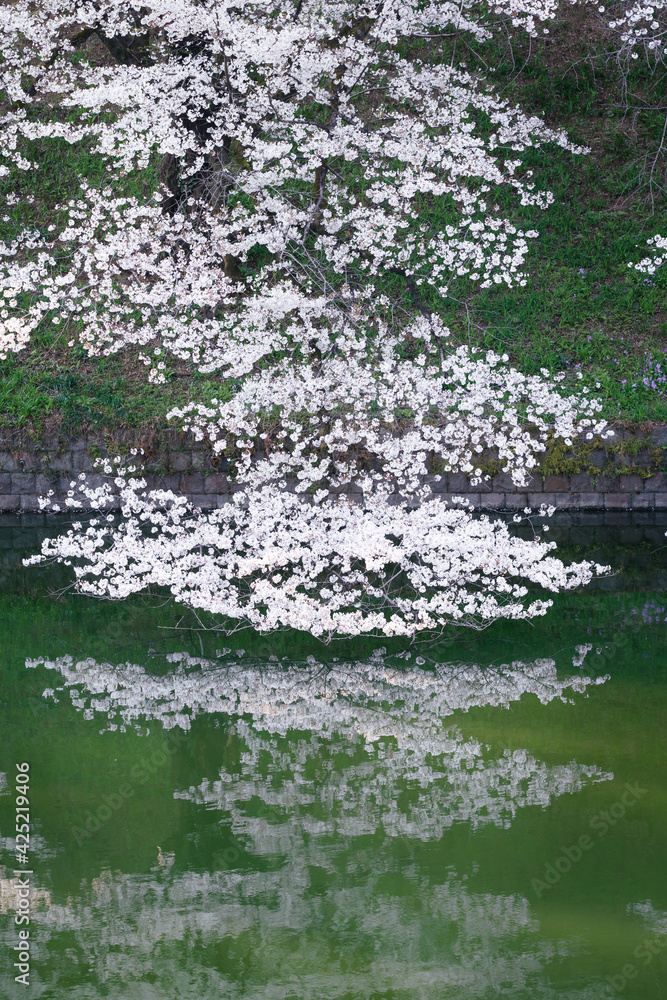 Naklejka premium 水面に映る桜