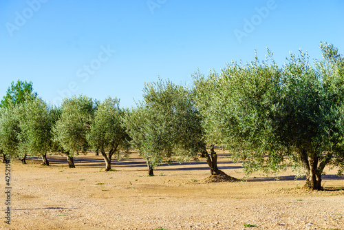 Olive trees. Spanish nature landscape