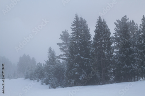 winter coniferous forest in the fog © smolskyevgeny