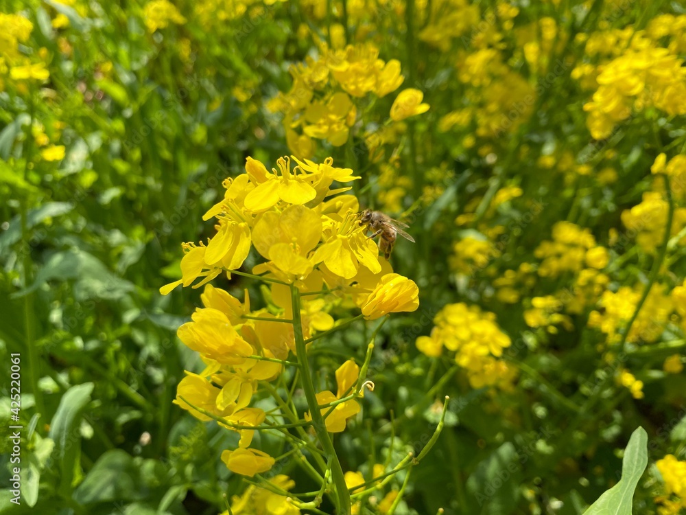 菜の花とミツバチ 菜の花とミツバチ