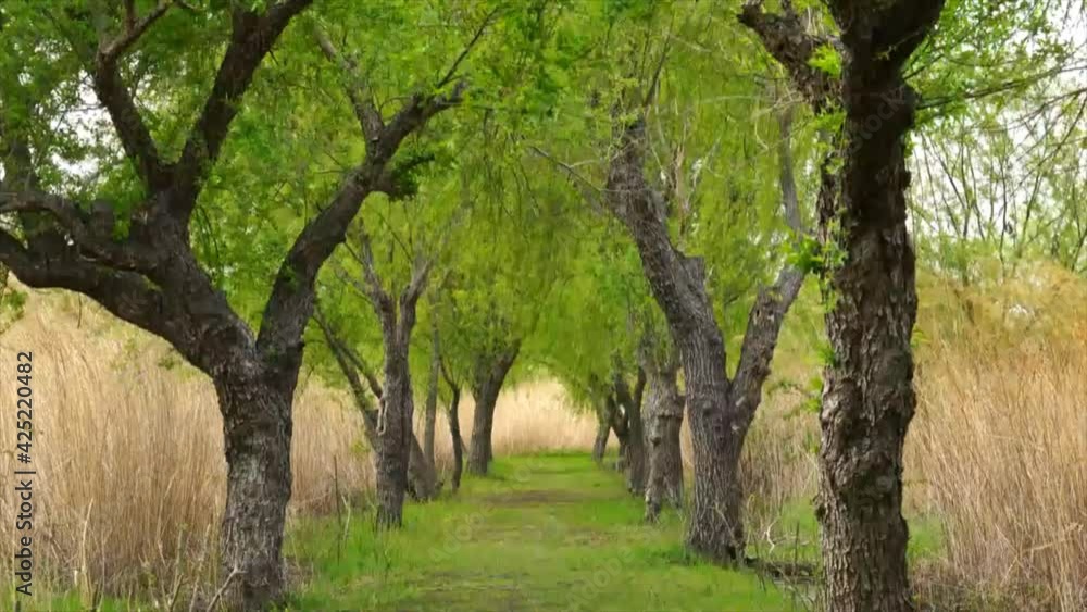 Green willow trees on both sides of the park trail Green willow trees on both sides of the park trail