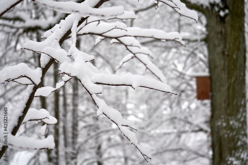 Close up of snow-covered tree branches. Birdhouse in the background. 