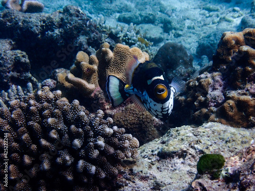 Fish with corals in sea, underwater animal © pomiti