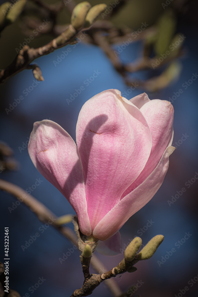 Fototapeta premium Makro Blüte pink zart fein der Magnolie