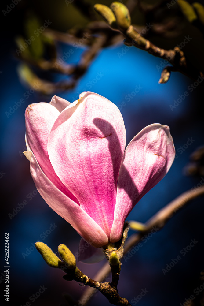 Fototapeta premium Makro Blüte pink zart fein der Magnolie