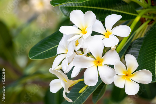 Booming yellow and white frangipani or plumeria  spa flowers with green leaves on their tree in evening light with natural blurred green background.