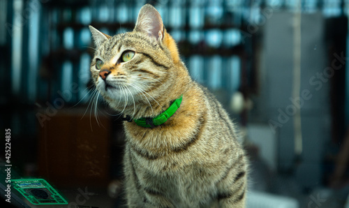 the cat looks attentively, brown color with green eyes and a green anti-parasitic collar photo