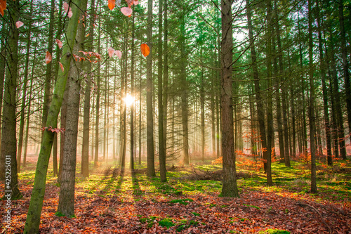 misty autumn forest in the morning with sunbeams in Wandlitz  Barnim  Brandenburg  Germany 