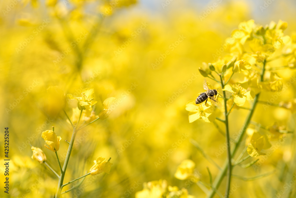 Honneybee collecting nectar on a rape flower Honneybee collecting nectar on a rape flower