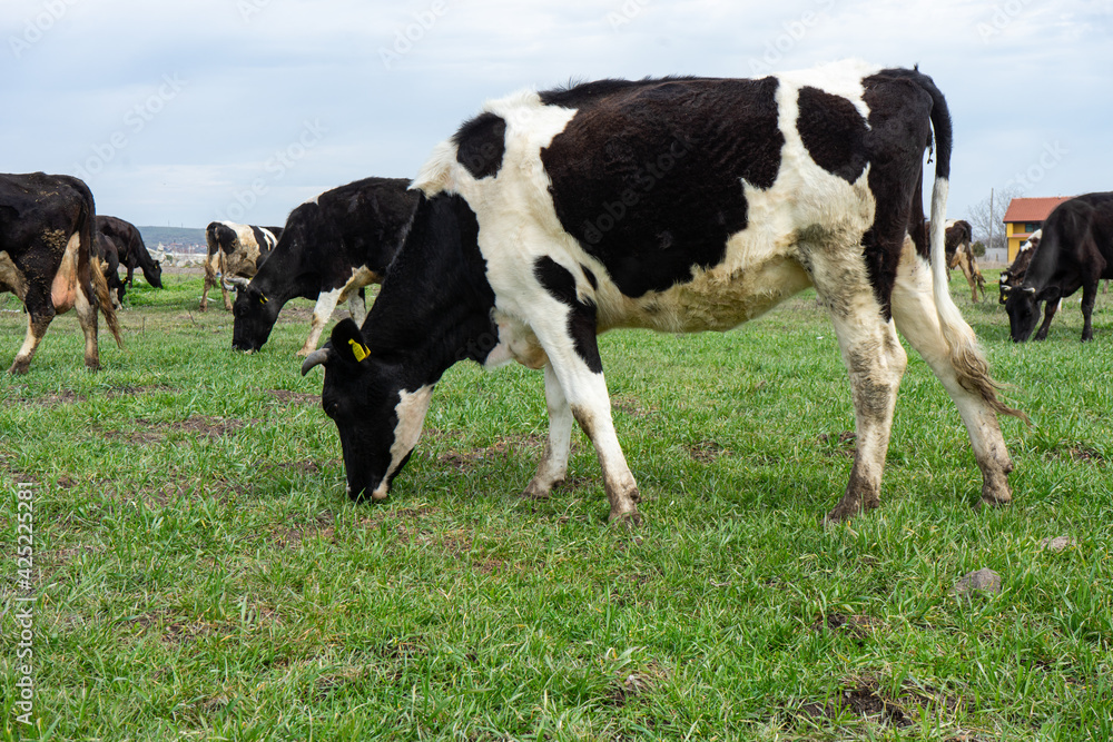 Black and white cow grazing in the meadow