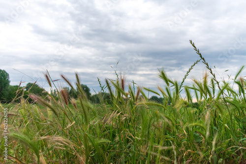 grass and sky