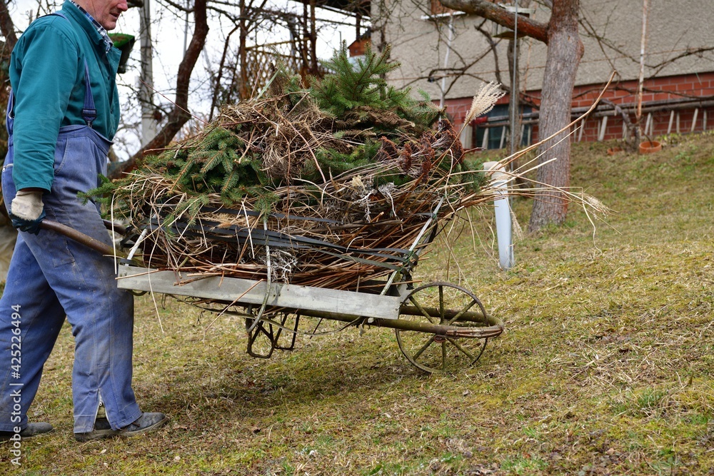 The gardener carries dry grass and branches on a hand wheelbarrow during spring cleaning
