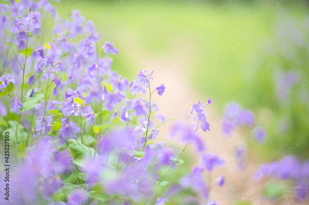 purple flowers on green background purple flowers on green background