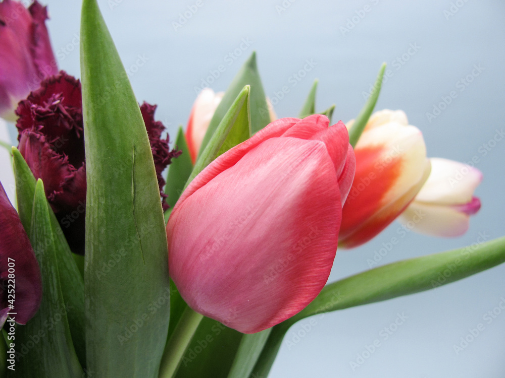 Naklejka premium bouquet of colorful, yellow, red, purple tulips for women
