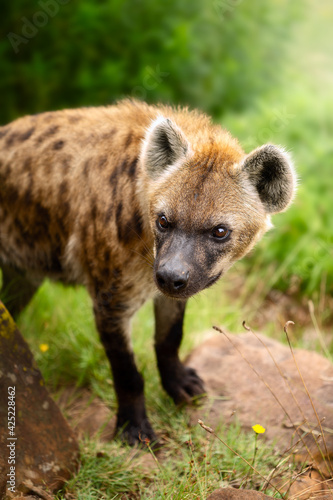 Spotted hyena ( Crocuta crocuta ) portrait close-up in beautiful soft light. Fine art. Stock