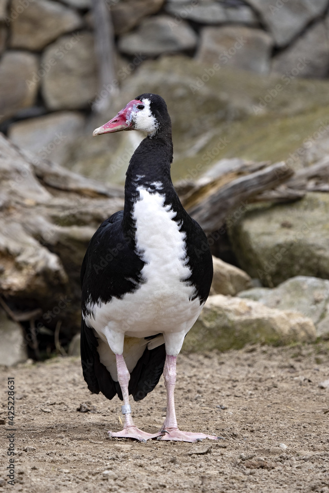 Fototapeta premium The Spur-winged Goose, Plectropterus gambiensis is a large interesting duck on high legs