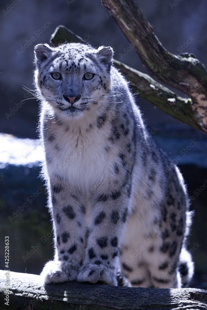 A snow leopard, Panthera uncia, sits high on a branch and observes the surroundings A snow leopard, Panthera uncia, sits high on a branch and observes the surroundings