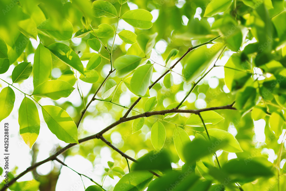 A tree with brightly colored branches and leaves that are naturally beautiful. A tree with brightly colored branches and leaves that are naturally beautiful.