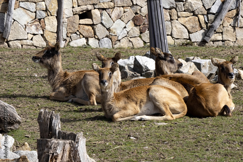 A small herd of Lechwe, Kobus megaceros, resting on the ground photo