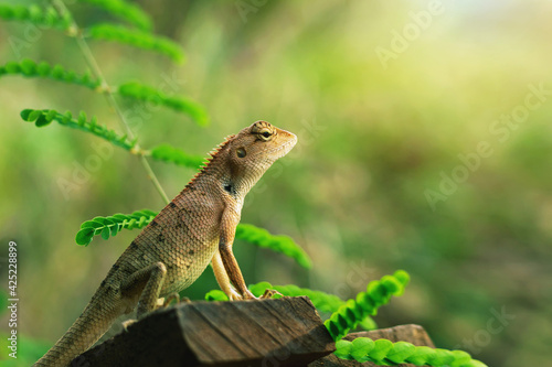 Big red chameleon on natural wood background © Krailas