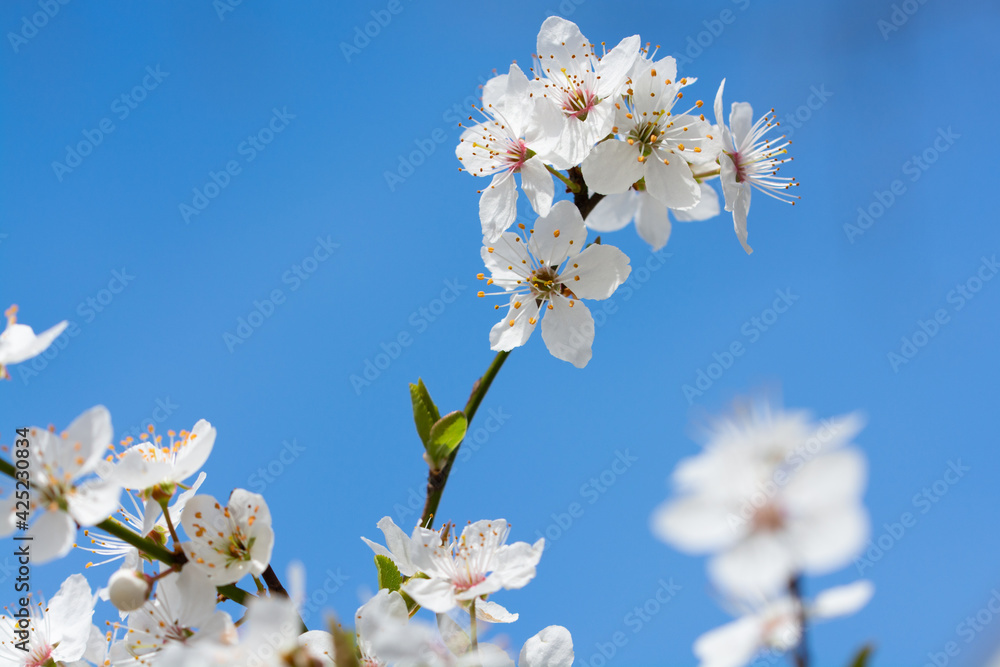 Obraz premium Blüten im Frühling
