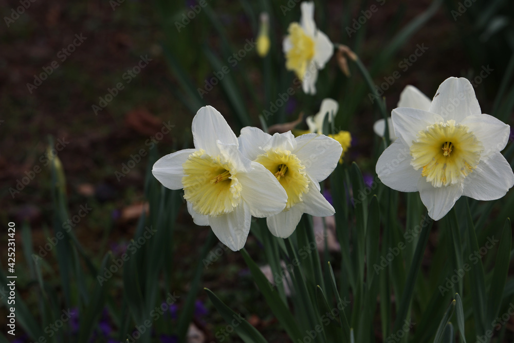 Narcissus - Beautiful spring flowers blooming in the garden Narcissus - Beautiful spring flowers blooming in the garden