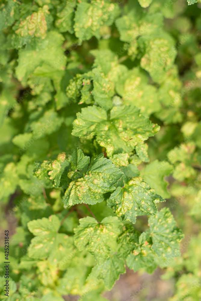 Currant leaves affected by gall aphids close - up view Currant leaves affected by gall aphids close - up view