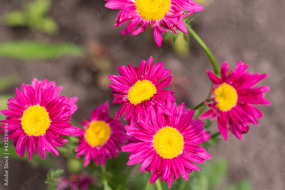 The pink pyrethrum, or Persian Daisy, lat. Pyrethrum roseum The pink pyrethrum, or Persian Daisy, lat. Pyrethrum roseum