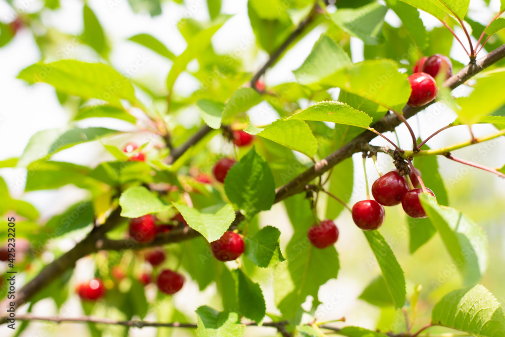 Obraz premium Cherries hanging on a cherry tree branch.