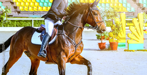 Canvastavla Horse and rider in uniform