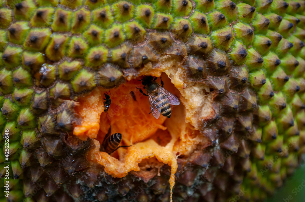 Jackfruit eaten by insects, pests. Stock Photo Adobe Stock