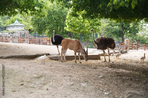 Ostriches and antelopes graze in an aviary at the zoo.