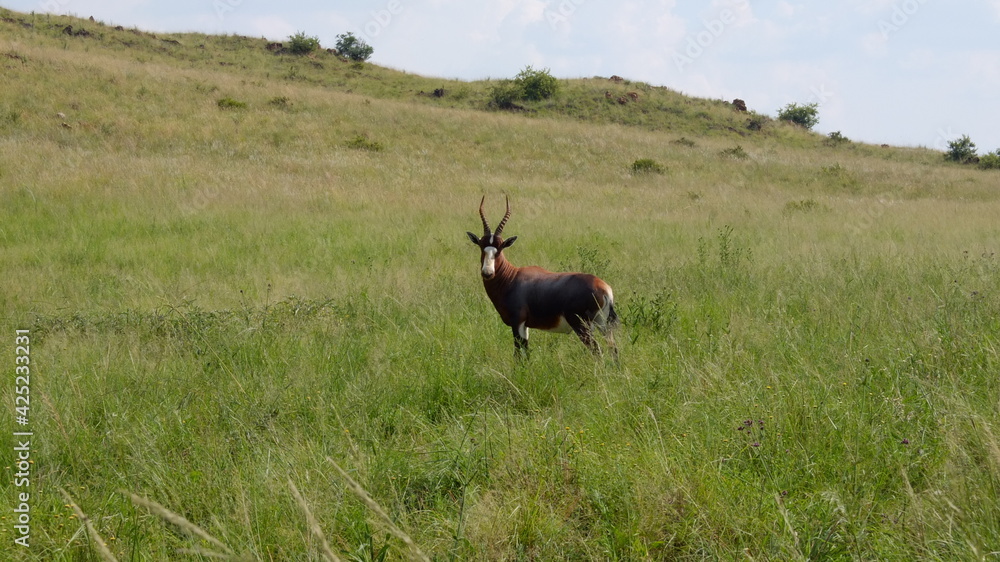 Obraz premium South Africa Gemsbok, Oryx gazella, antelope in grass