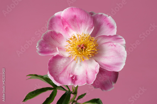 Beautiful pink peony flower with yellow center isolated on pink background.
