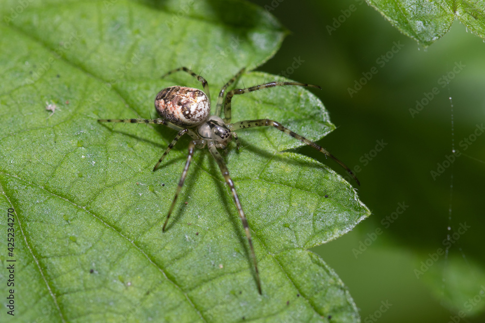Metellina is a genus of tetragnathid spiders Metellina is a genus of tetragnathid spiders