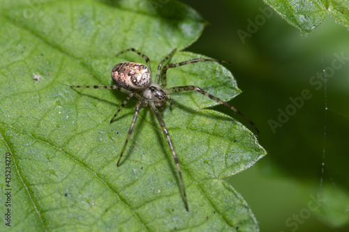 Metellina is a genus of tetragnathid spiders