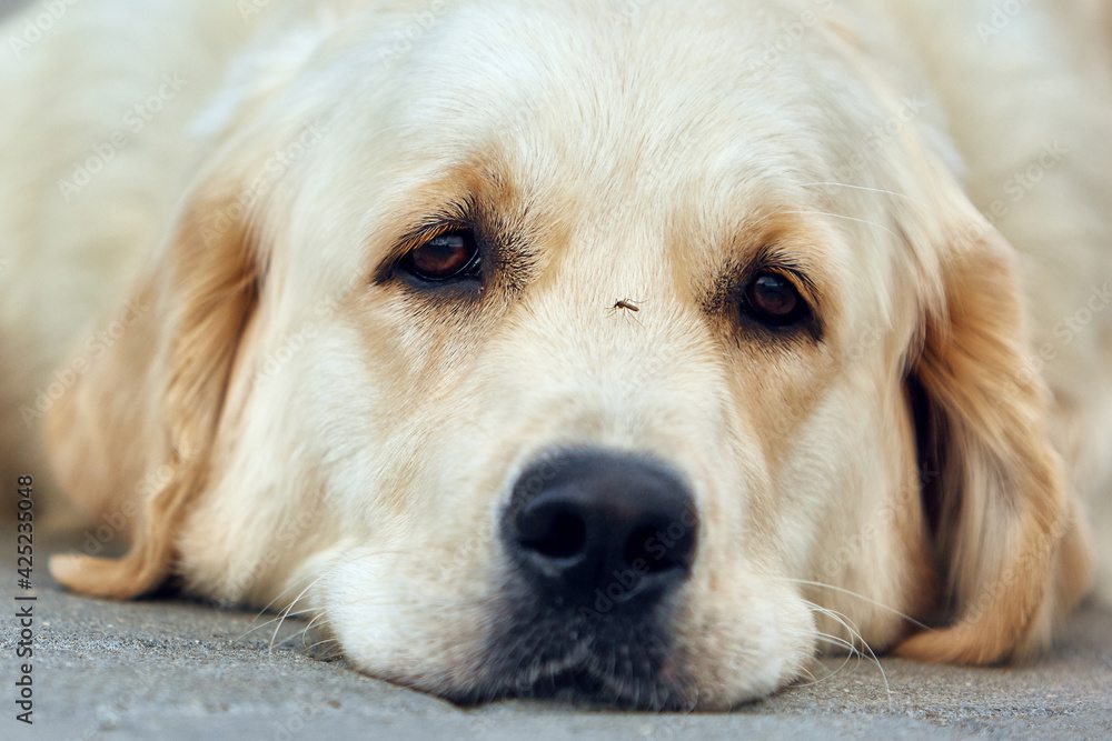 Dog labrador retriever sits on a green lawn Dog labrador retriever sits on a green lawn