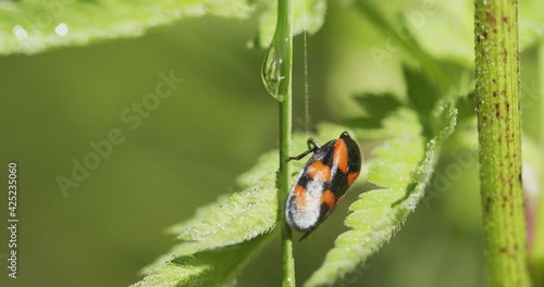 Cercopis vulnerata (also known as the black-and-red froghopper or red-and-black froghopper)
 photo